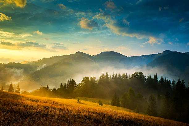 Landscape in the twilight emphasizing the contrast between the golden wheat crops, the green forest and the sky